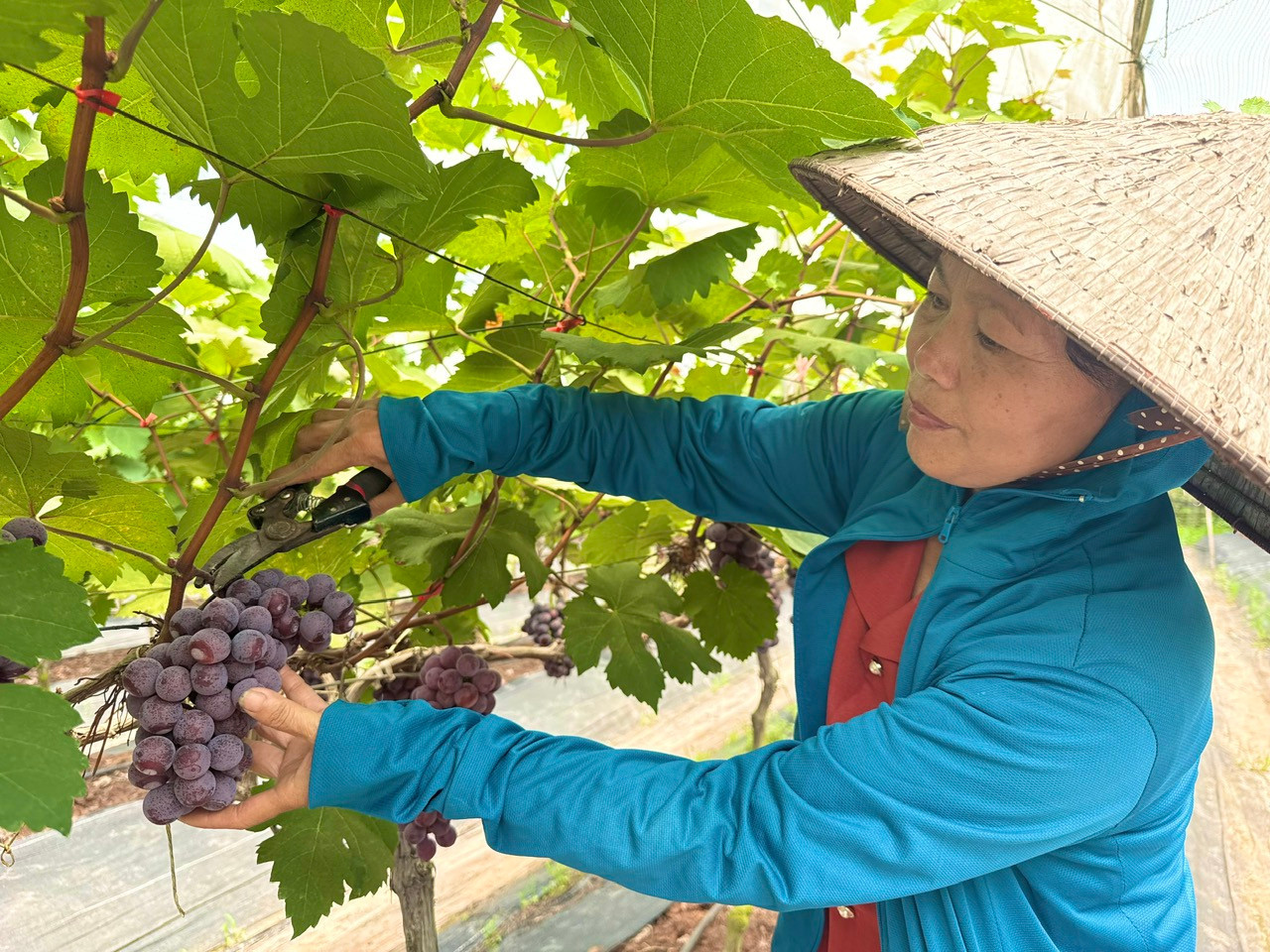 IFAD tiếp tục rót vốn cho phát triển nông thôn tại Việt Nam